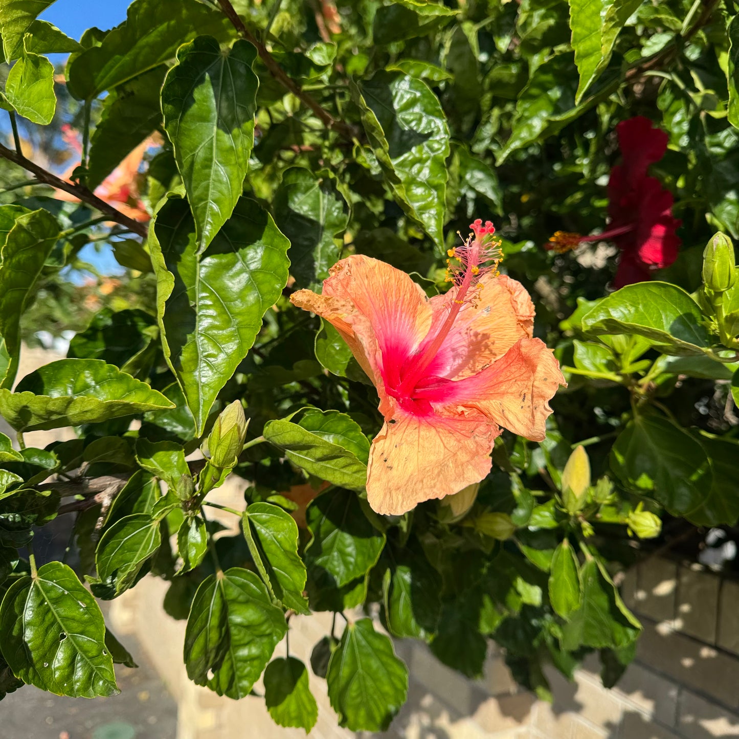 Hibiscus - Mystery set