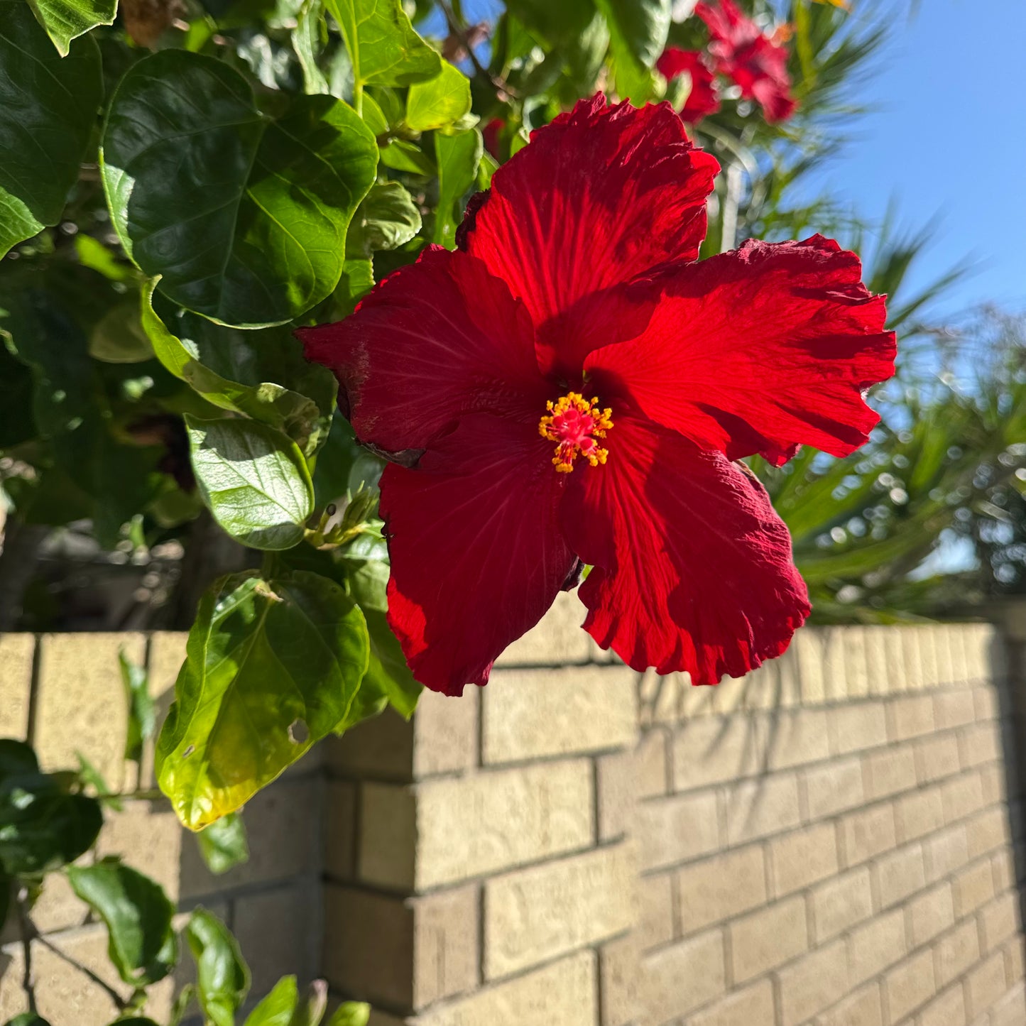 Hibiscus - Mystery set