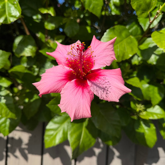 Hibiscus - Mystery set